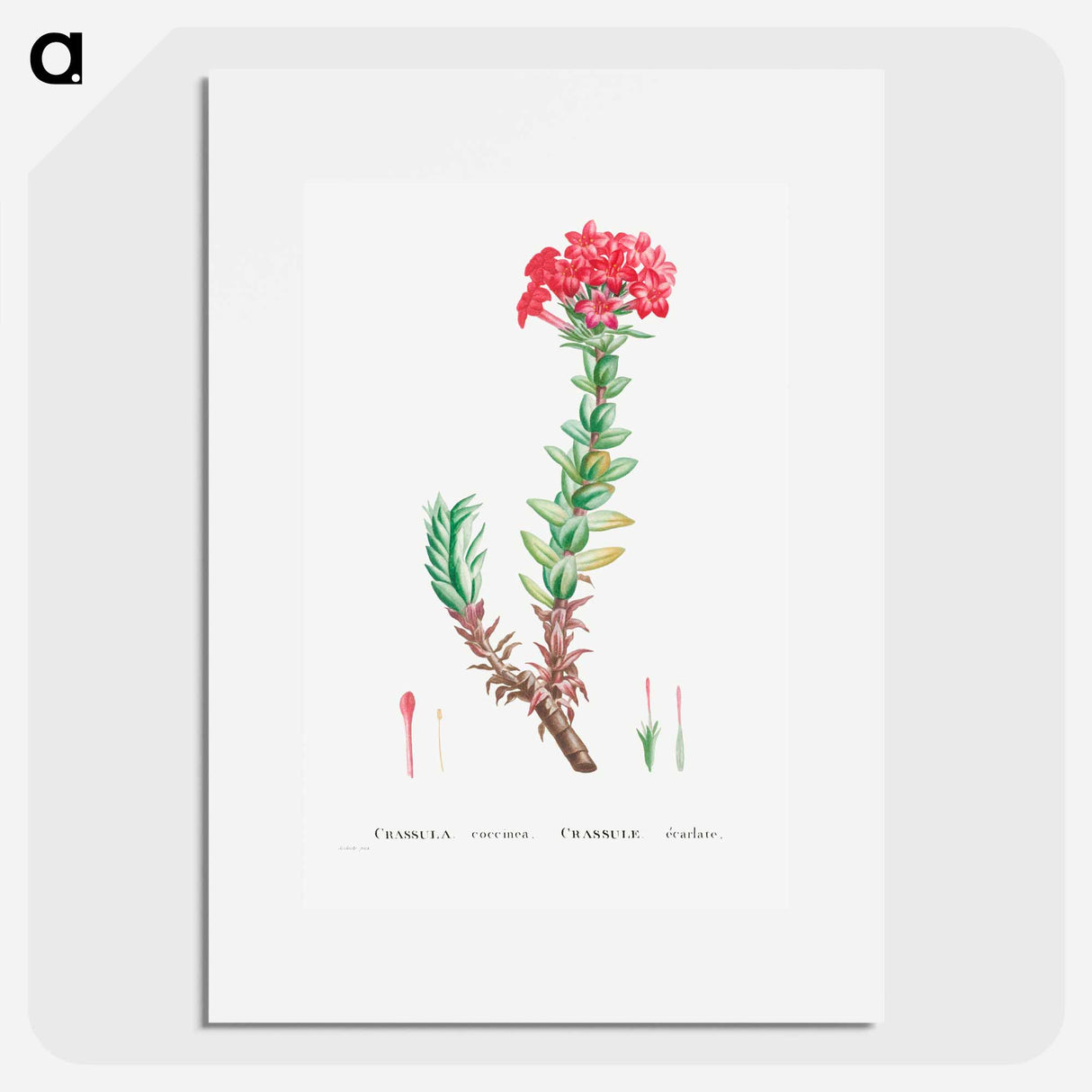 Crassula Coccinea (Red Crassula) - Pierre Joseph Redouté Poster.