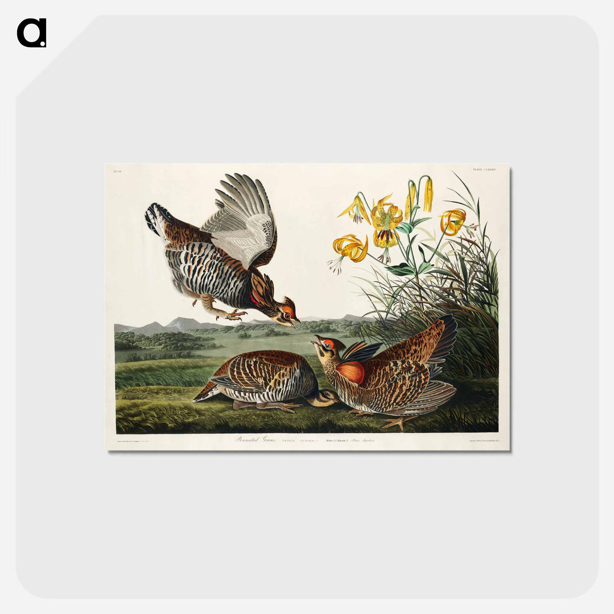 アートポストカード-Pinnated Grouse from Birds of America
- アメリカの鳥たち Postcard.