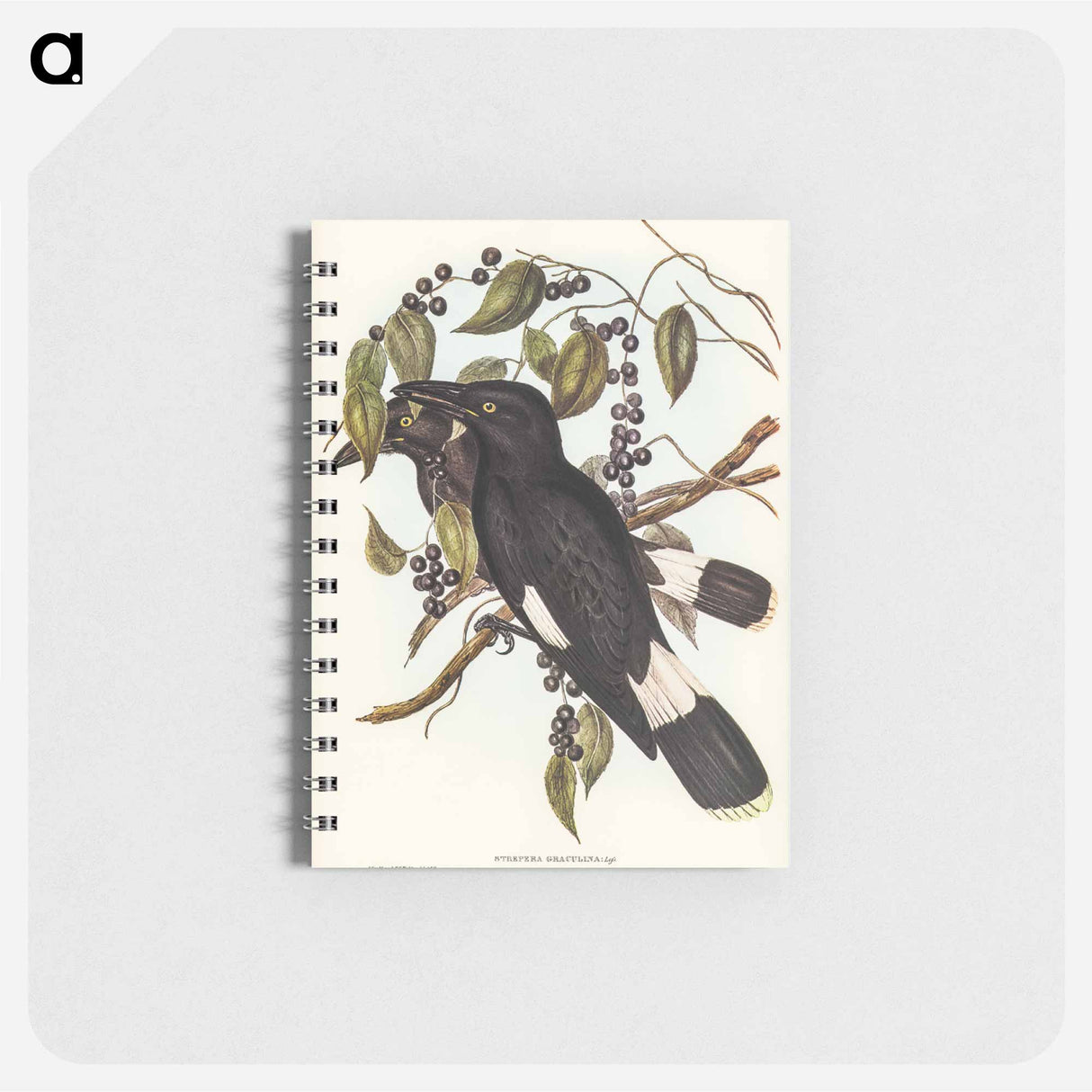 アートメモ帳-Great Crow-Shrike
- オーストラリアの鳥 Memo.