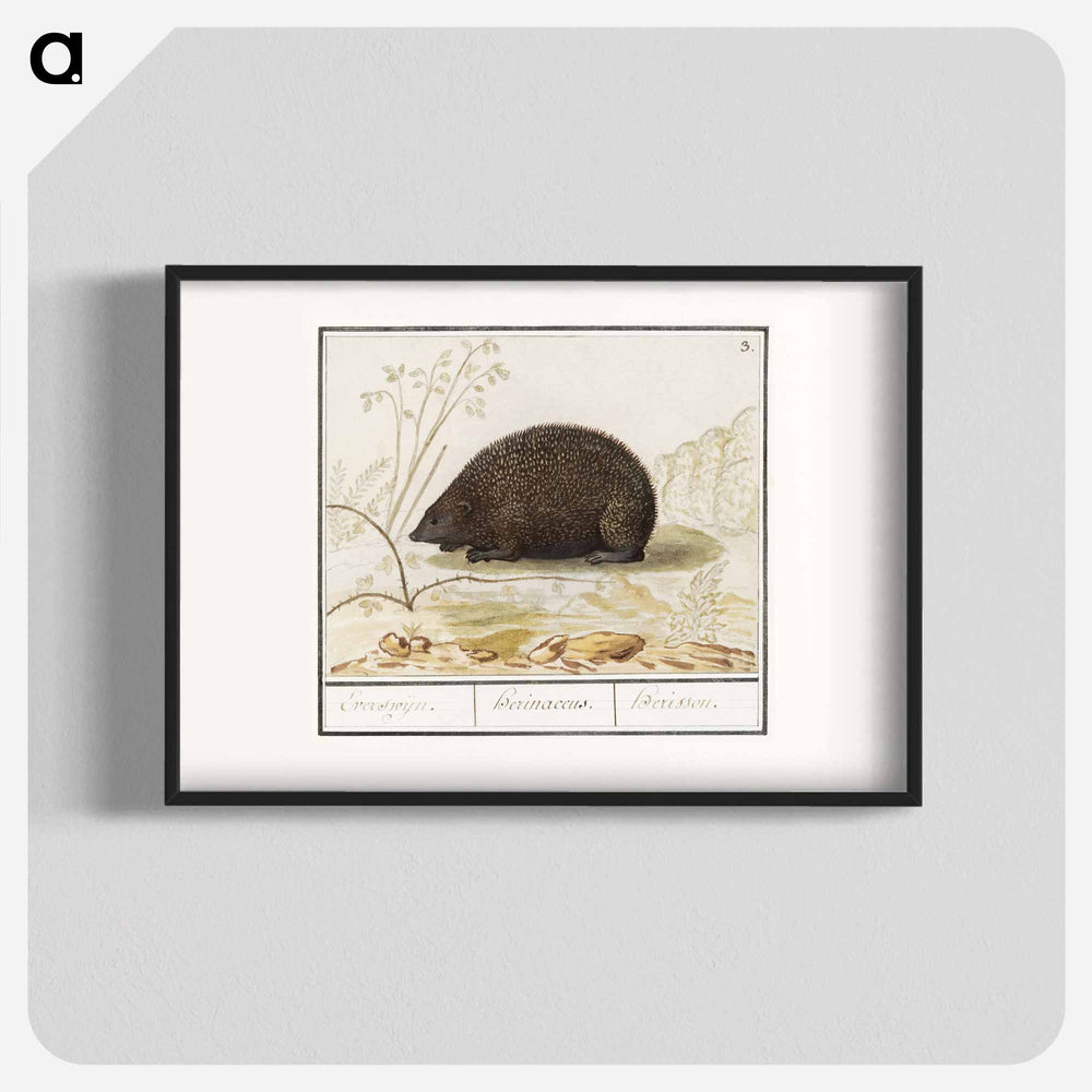 Hedgehog - アンセルムス ボエティウス デ ブート Poster.