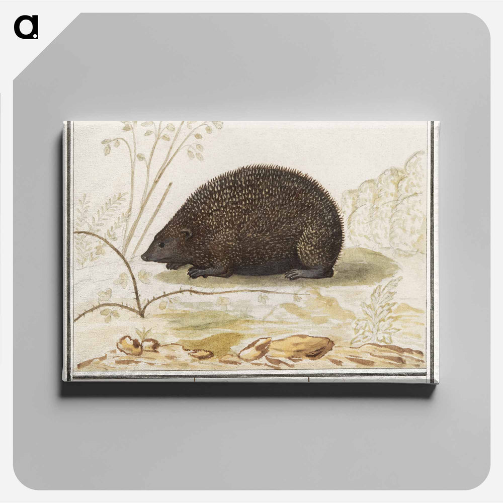 Hedgehog - アンセルムス ボエティウス デ ブート Canvas.
