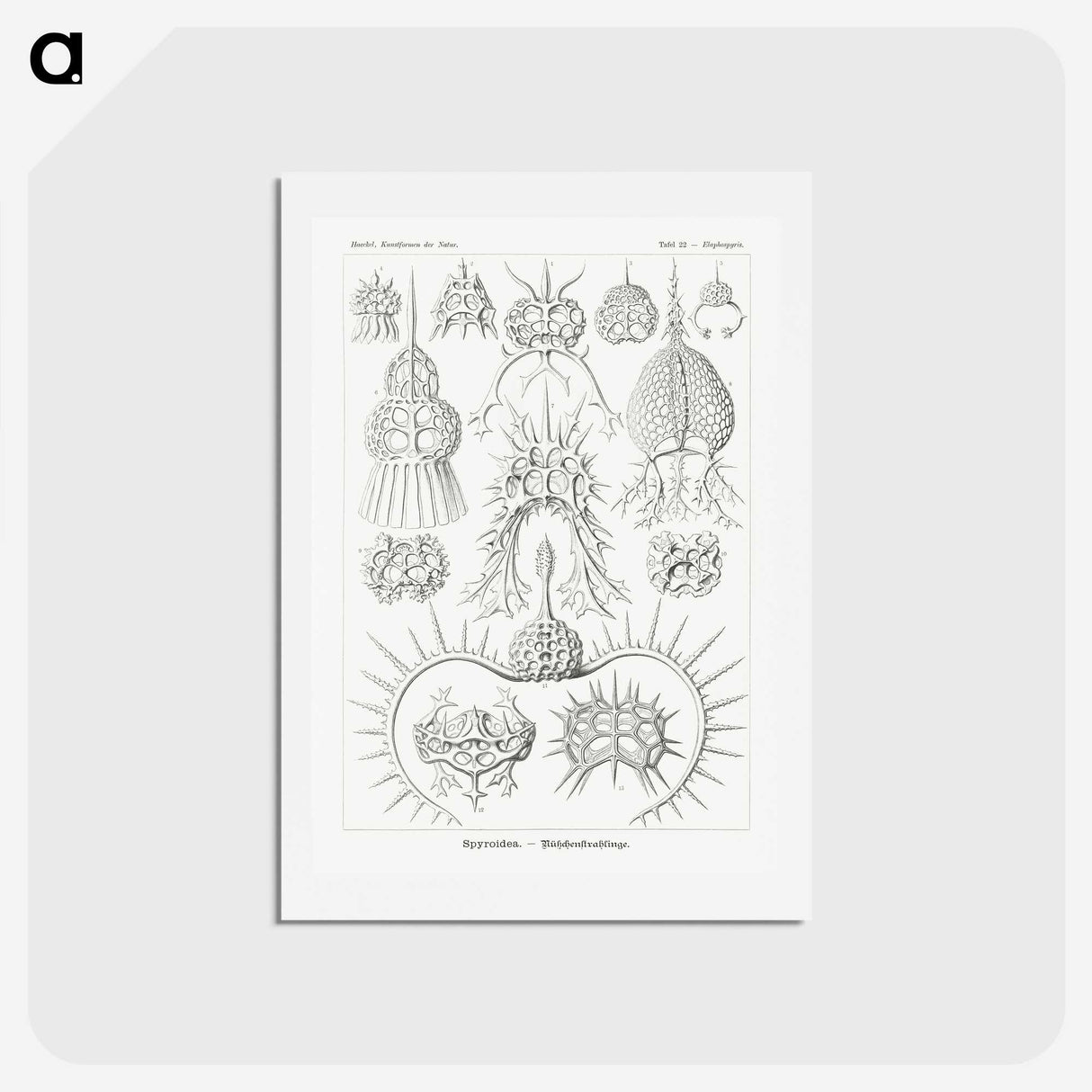 3-20_Ernst-Haeckel_hagaki