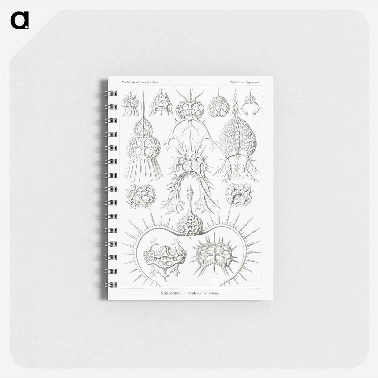 アートメモ帳-Spyroidea–Nükchenstrahlinge from Kunstformen der Natur - エルンスト ヘッケル Memo.