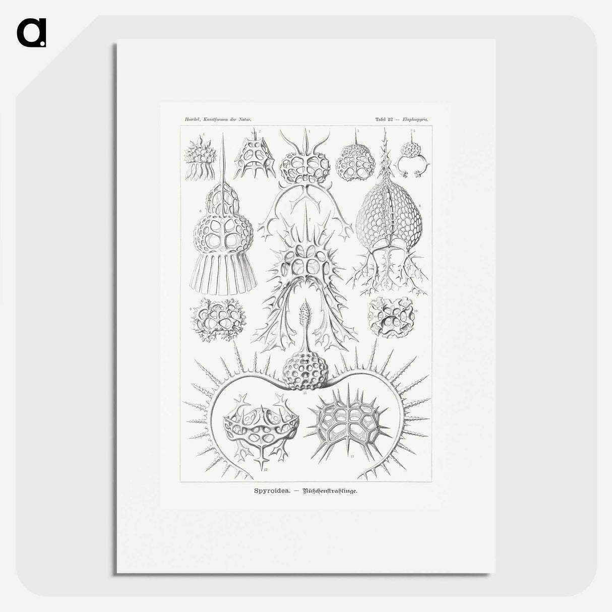 3-20_Ernst-Haeckel_picture