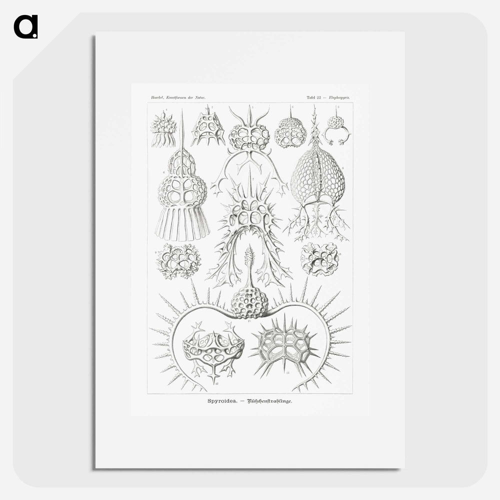 Spyroidea–Nükchenstrahlinge from Kunstformen der Natur - エルンスト ヘッケル Poster.