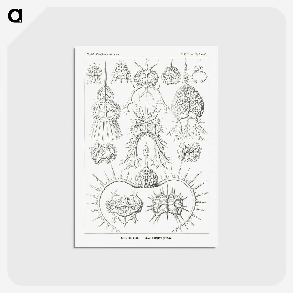 3-20_Ernst-Haeckel_postcard