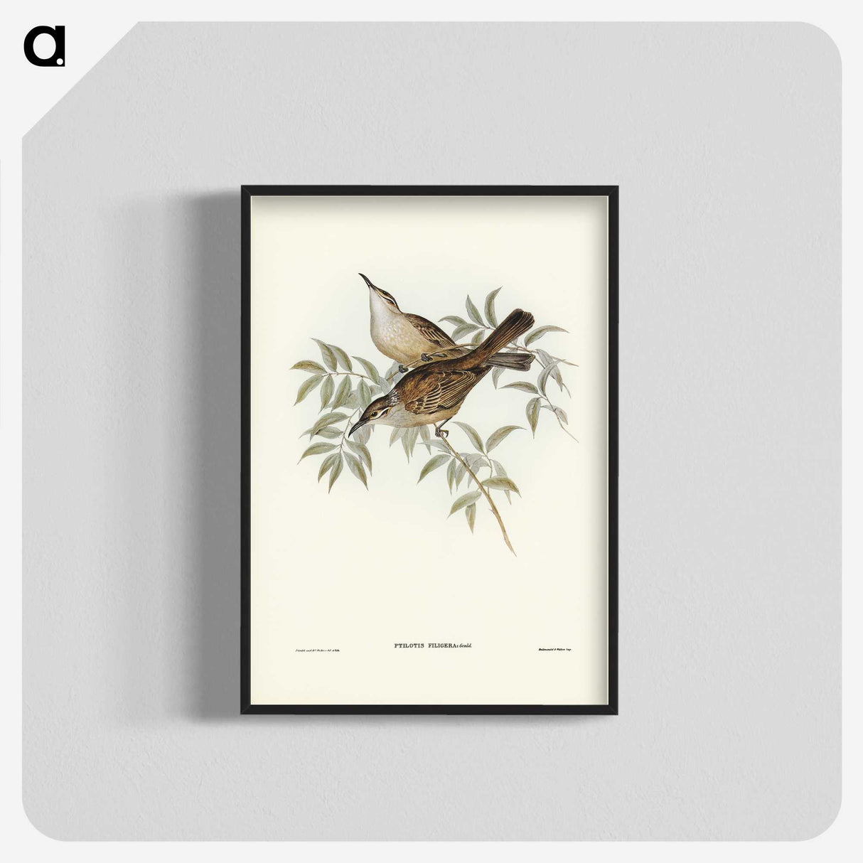 3-20_John-Gould_blk-crop