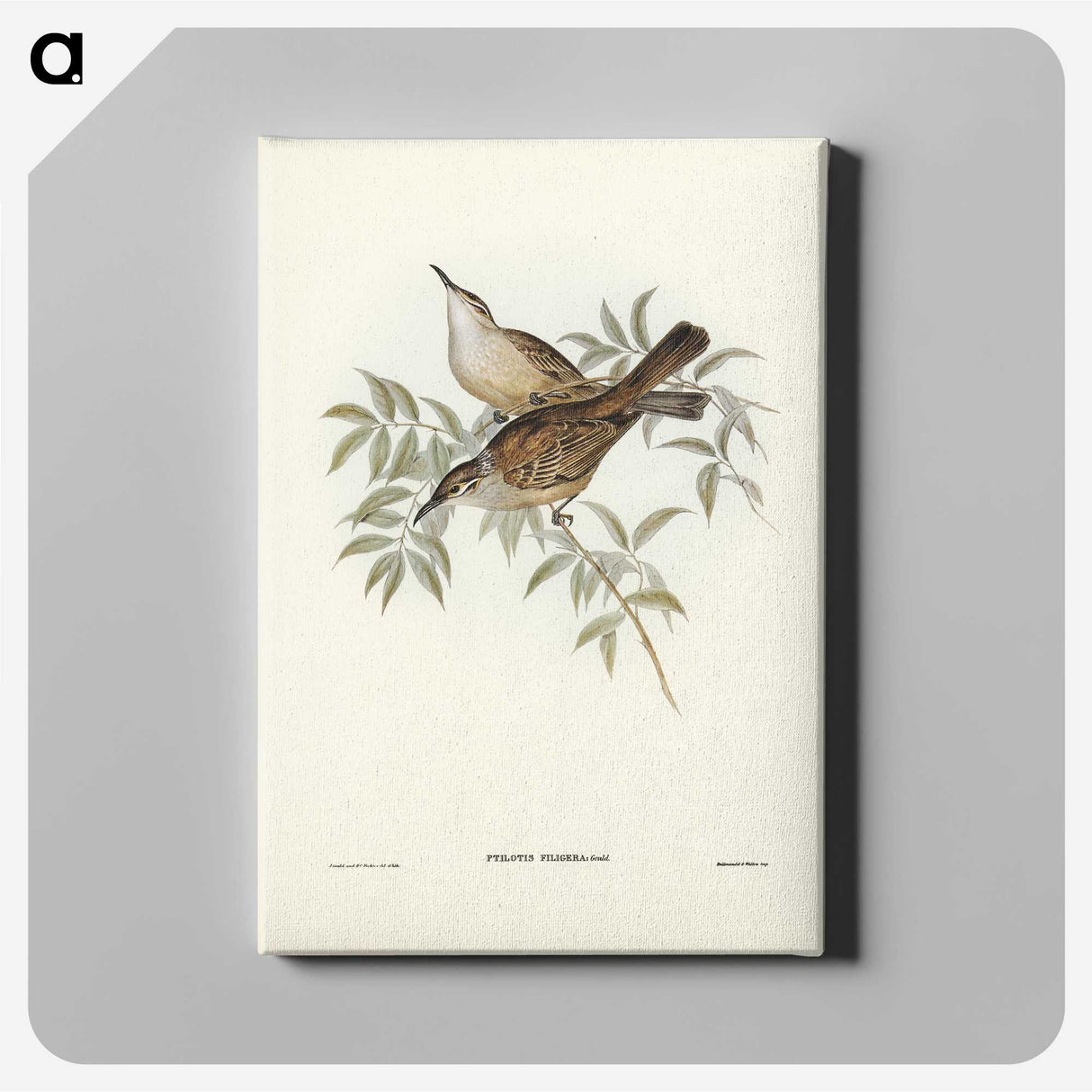 3-20_John-Gould_canvas