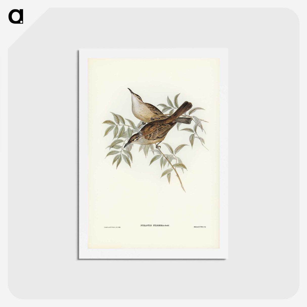3-20_John-Gould_hagaki