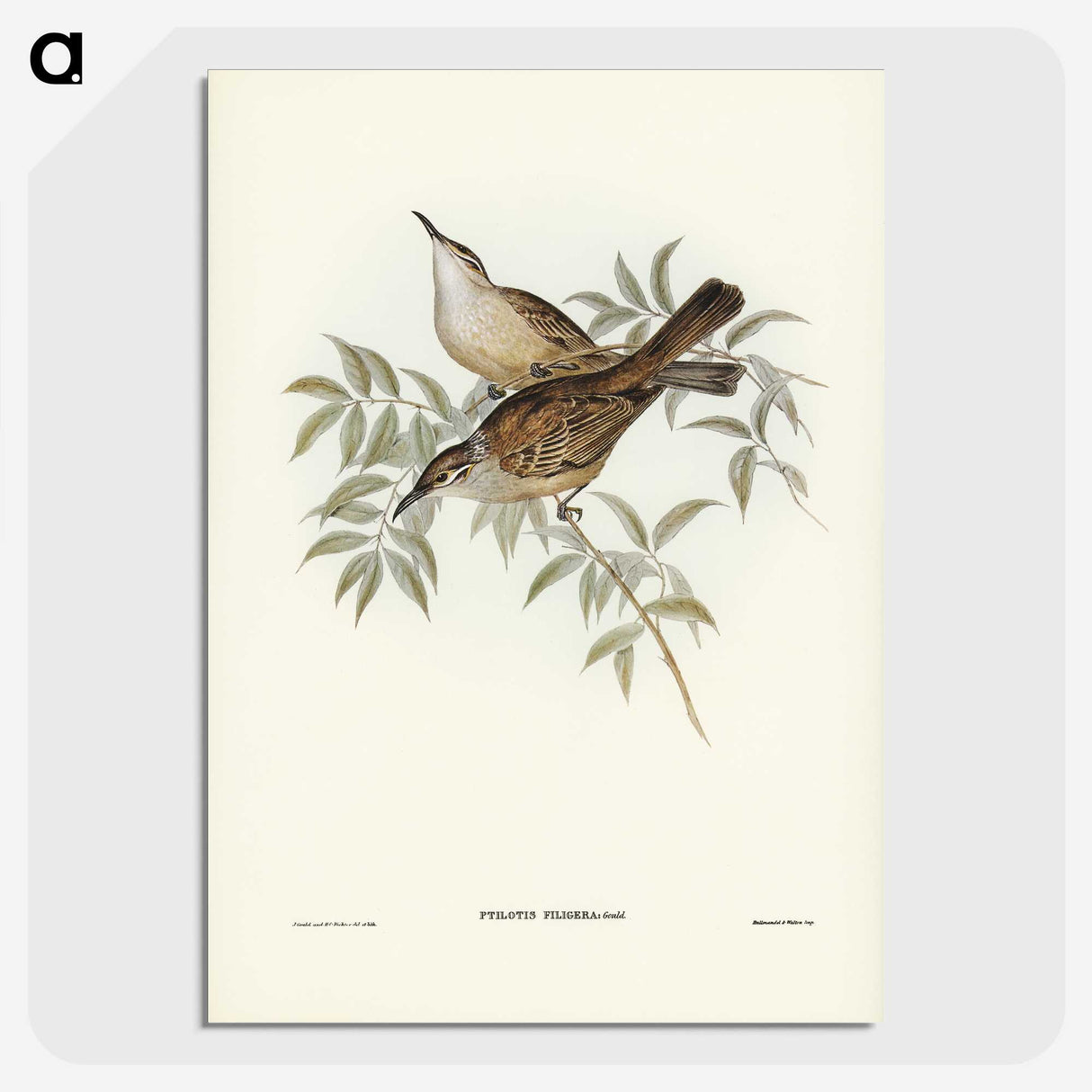 3-20_John-Gould_picture-crop