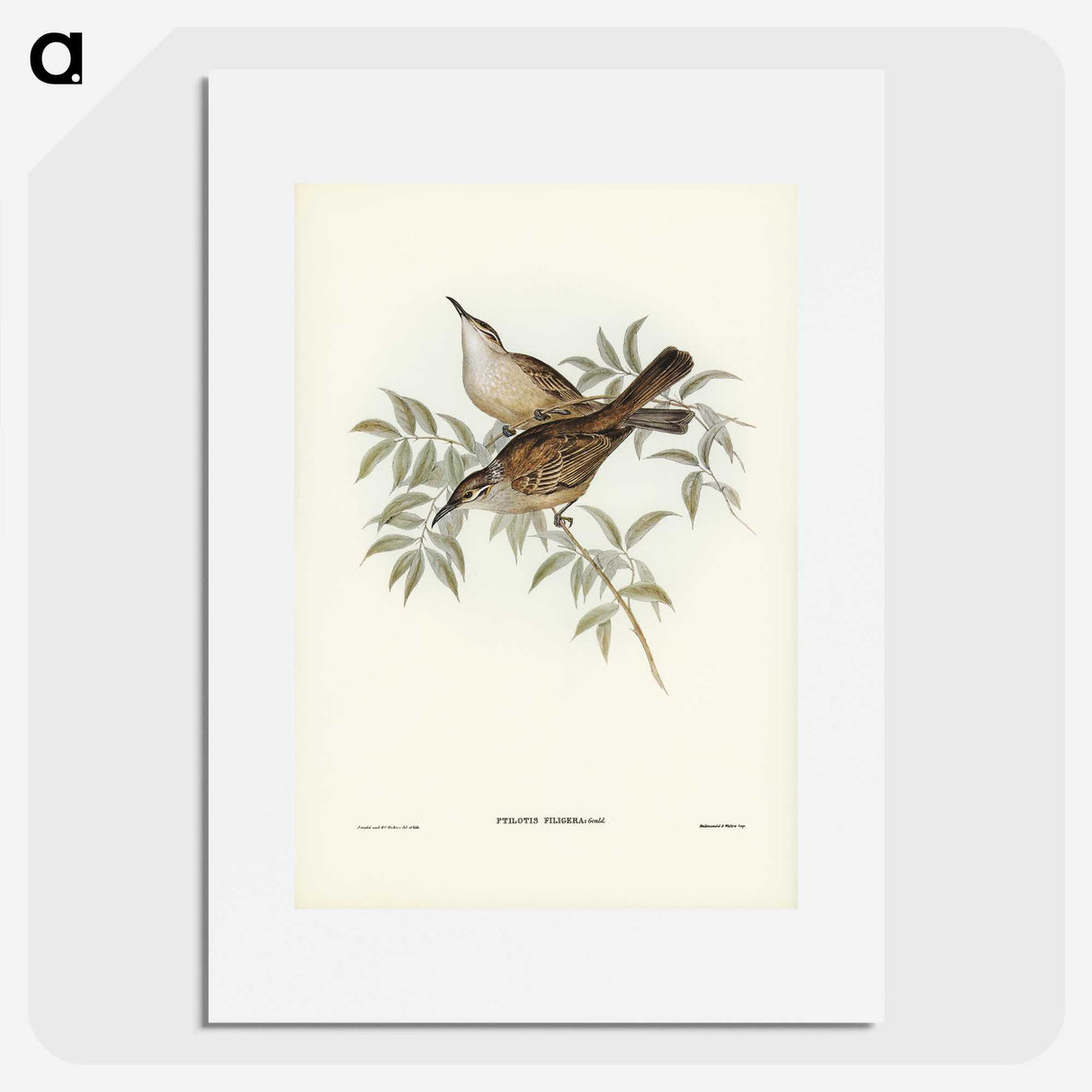 3-20_John-Gould_picture