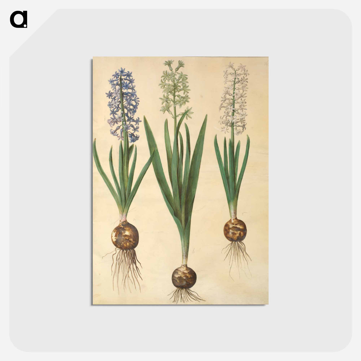 アートポストカード-Hyacinthus orientalis
- マリア ジビーラ メーリアン Postcard.