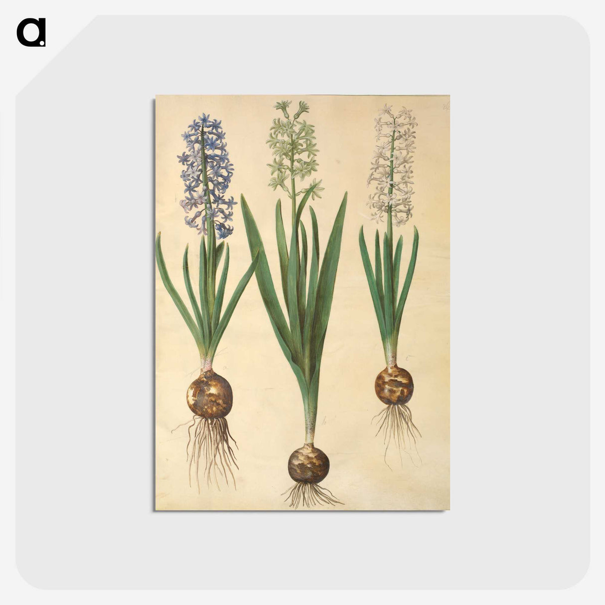 3-20_Maria-Sibylla-Merian_postcard