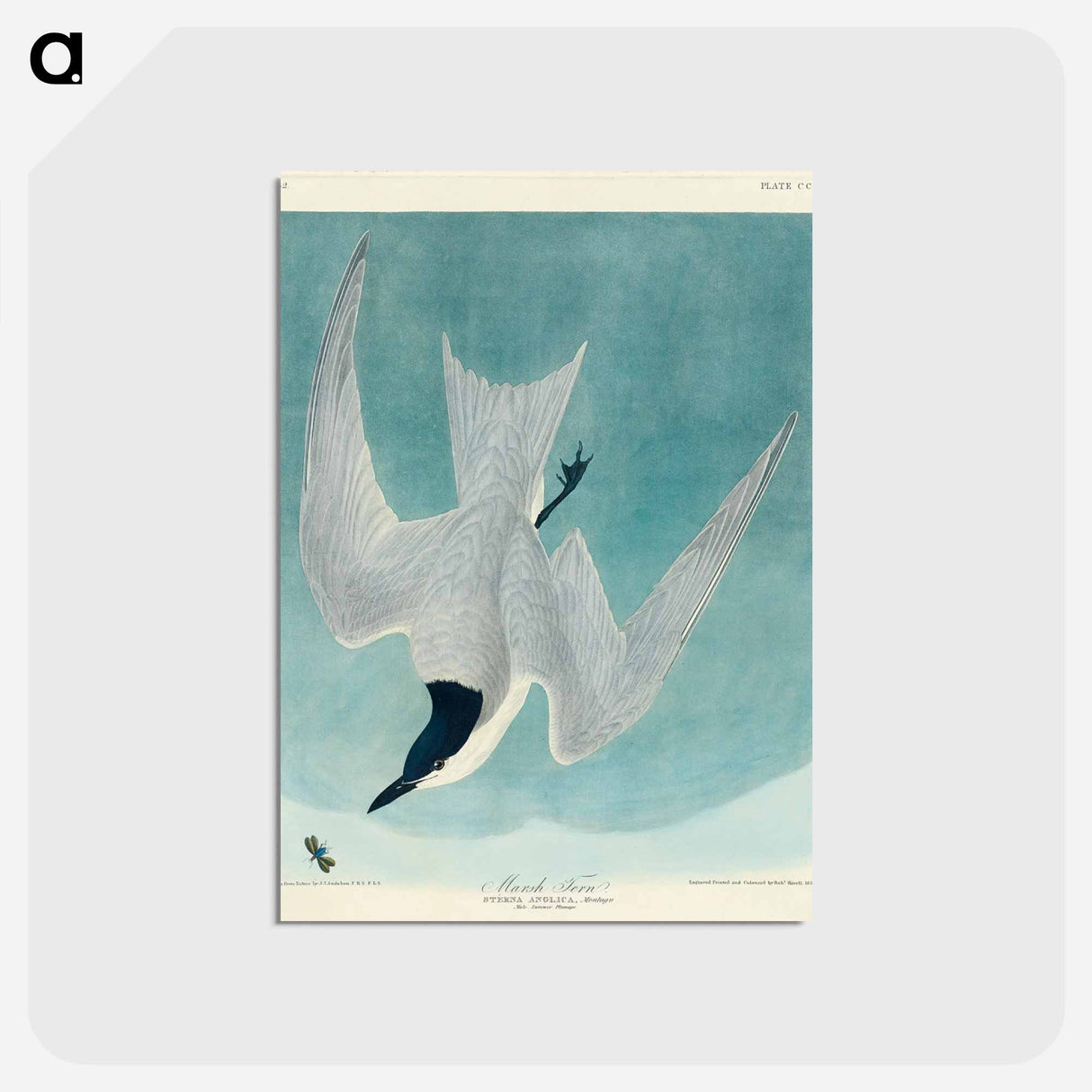 アートポストカード-Marsh Tern
- アメリカの鳥たち Postcard.