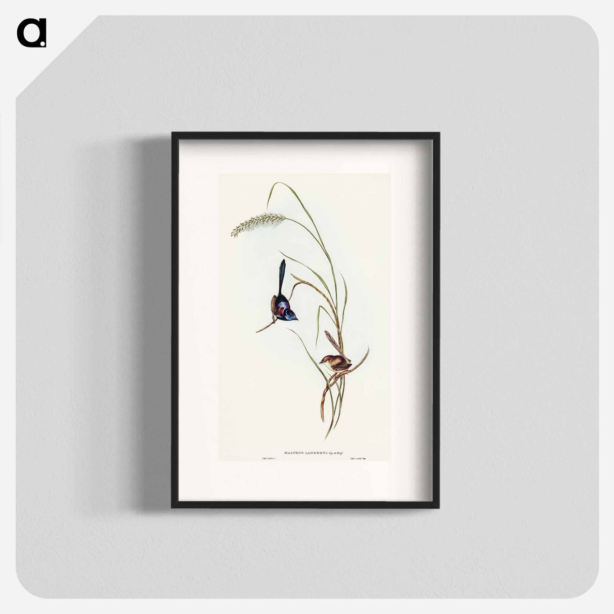 Lambert's Wren
- オーストラリアの鳥 Poster.