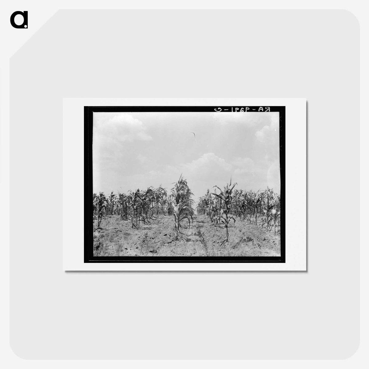 3-21_Dorothea-Lange_hagaki
