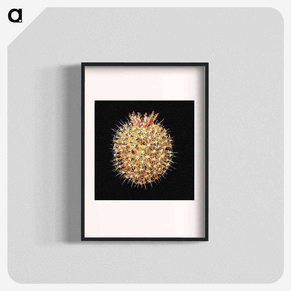 Colorful vintage tunicate marine life illustration - エルンスト ヘッケル Poster.