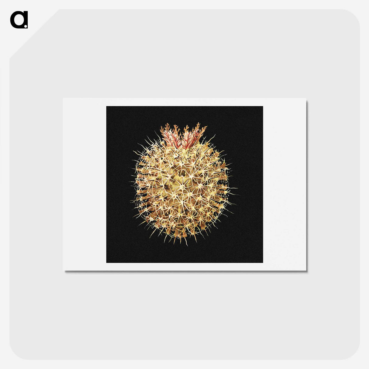 3-21_Ernst-Haeckel_hagaki