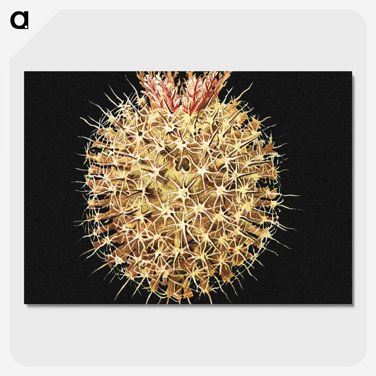 3-21_Ernst-Haeckel_picture-crop