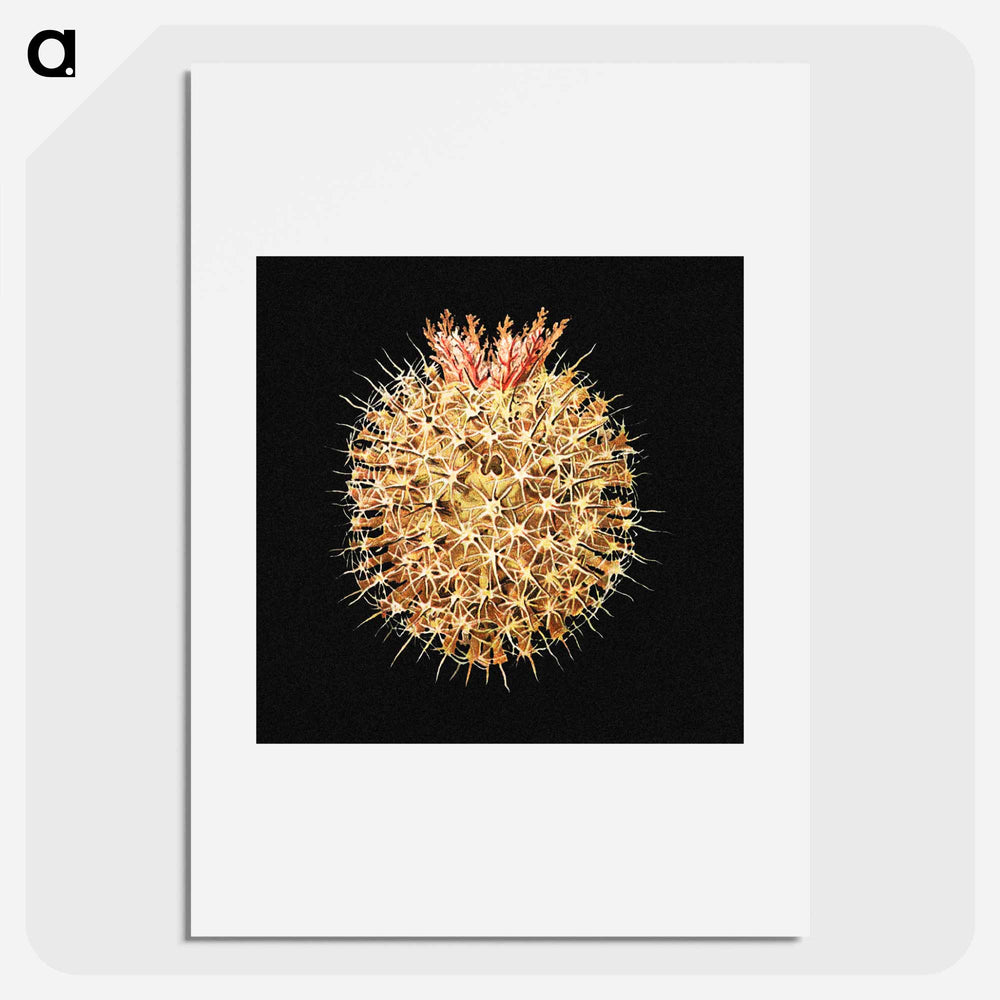 Colorful vintage tunicate marine life illustration - エルンスト ヘッケル Poster.