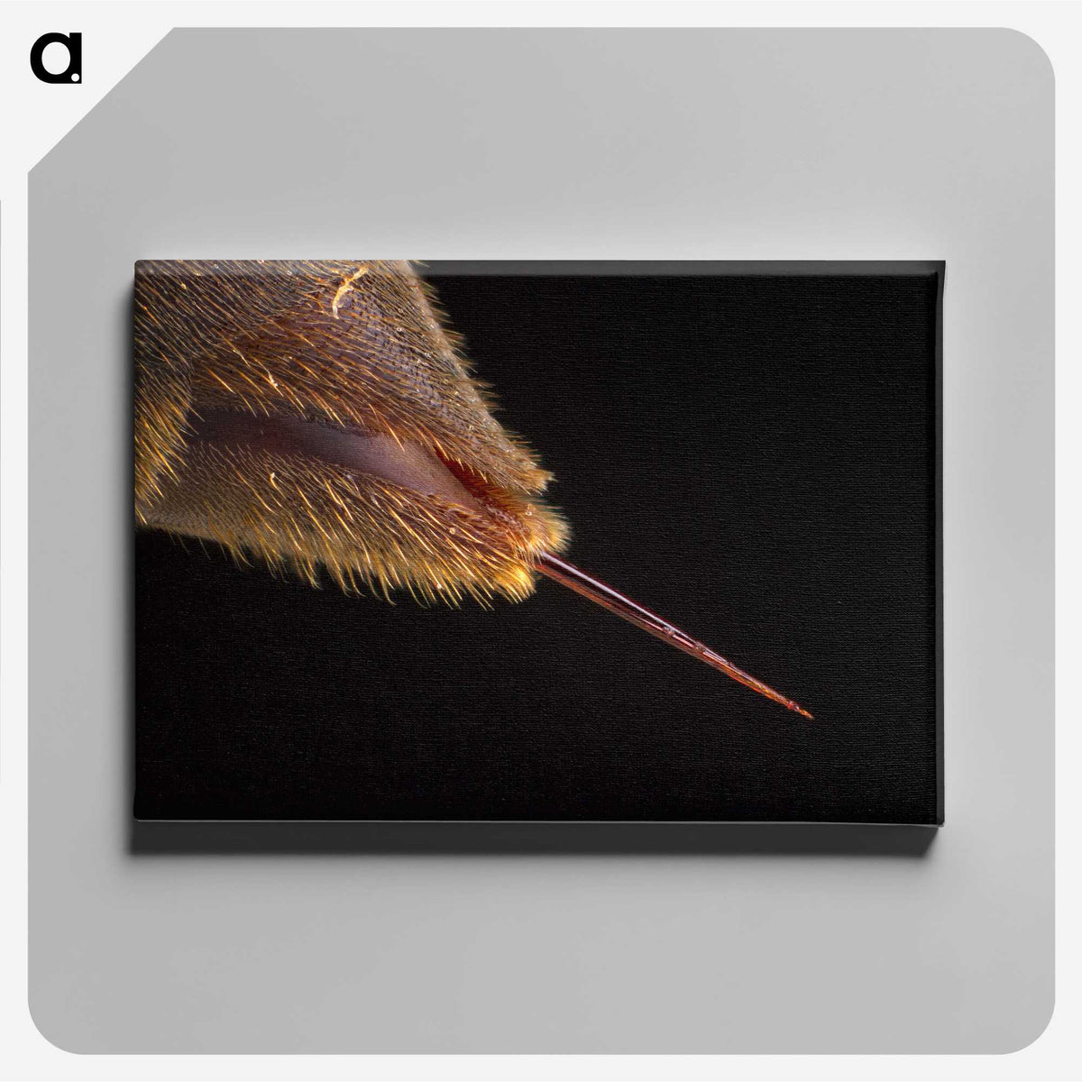 3-21_Insects-Unlocked-Project_canvas