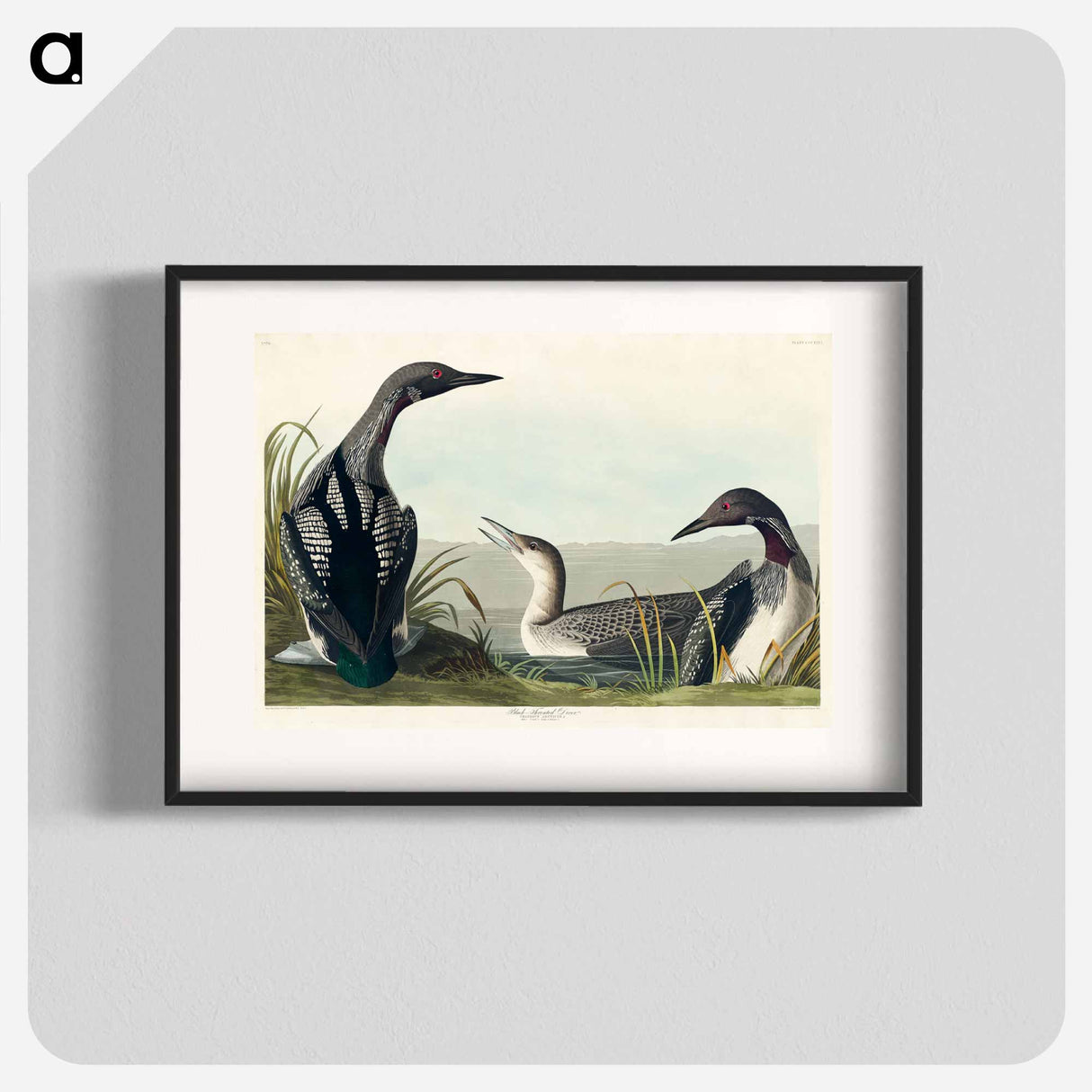 アートポスター-Black-Throated Diver
- ジョン ジェームス オーデュボン Poster.