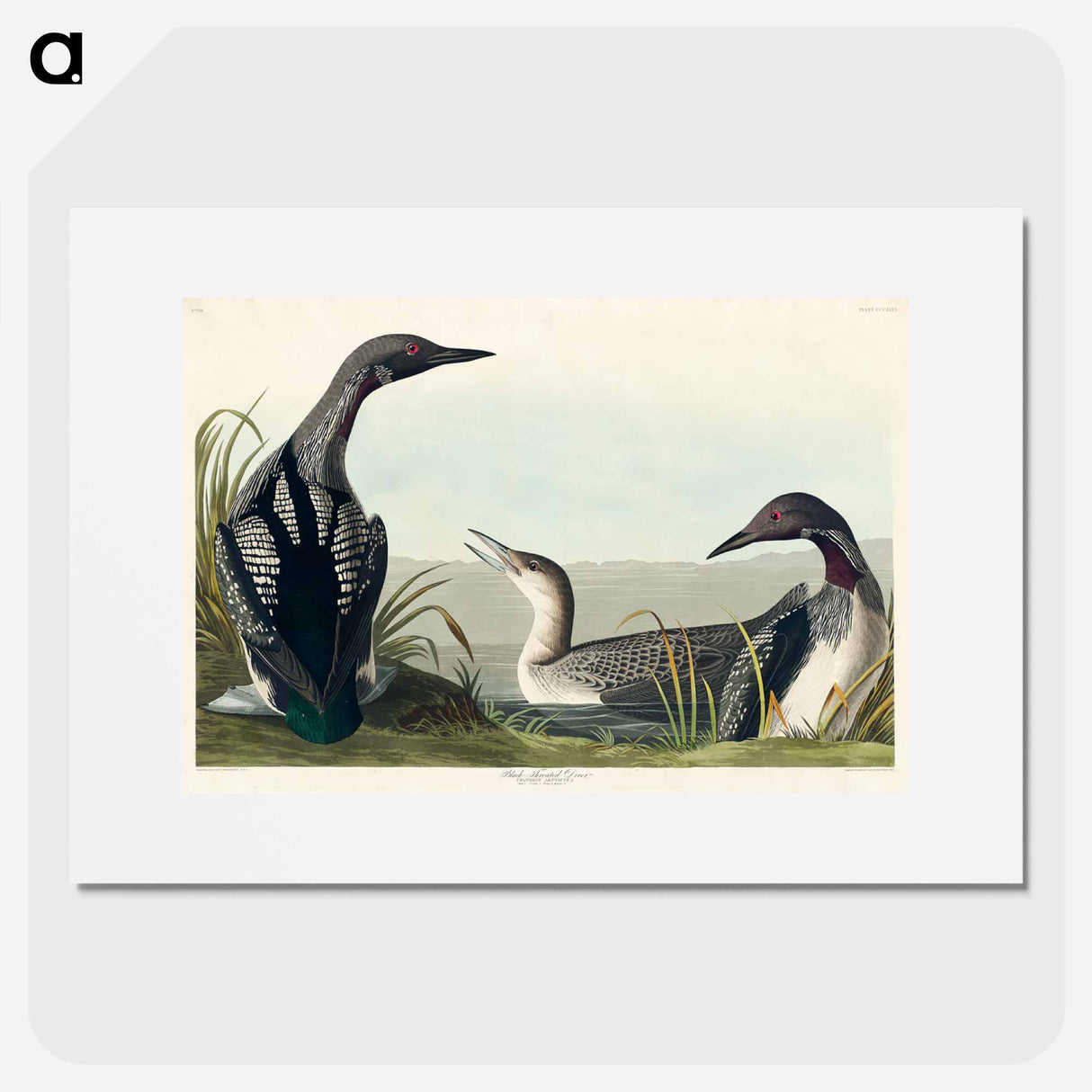 アートポスター-Black-Throated Diver
- ジョン ジェームス オーデュボン Poster.