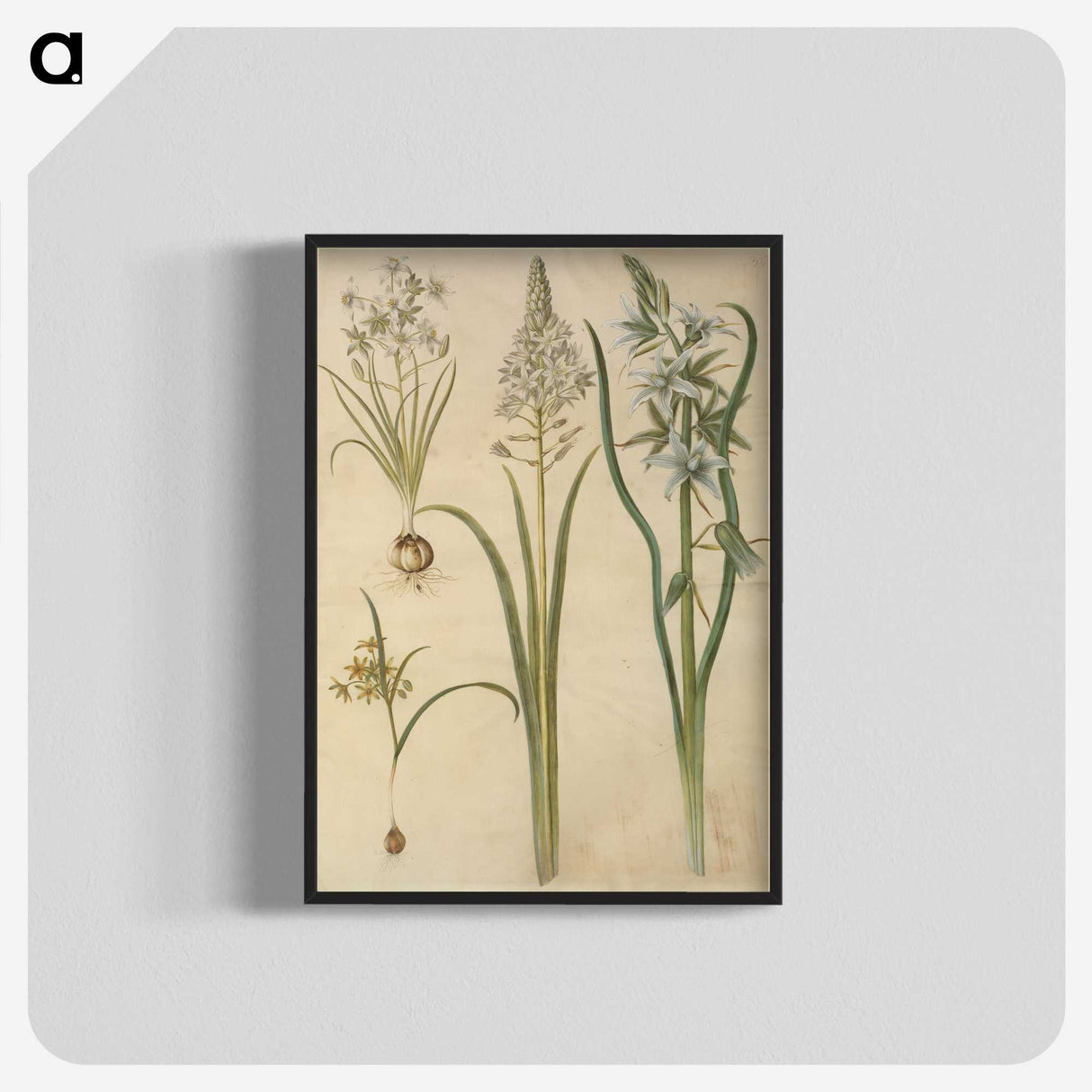 3-21_Maria-Sibylla-Merian_blk-crop
