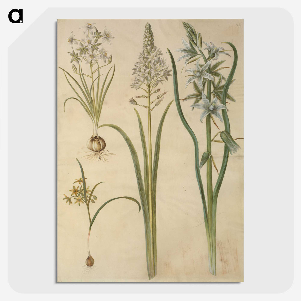 3-21_Maria-Sibylla-Merian_picture-crop