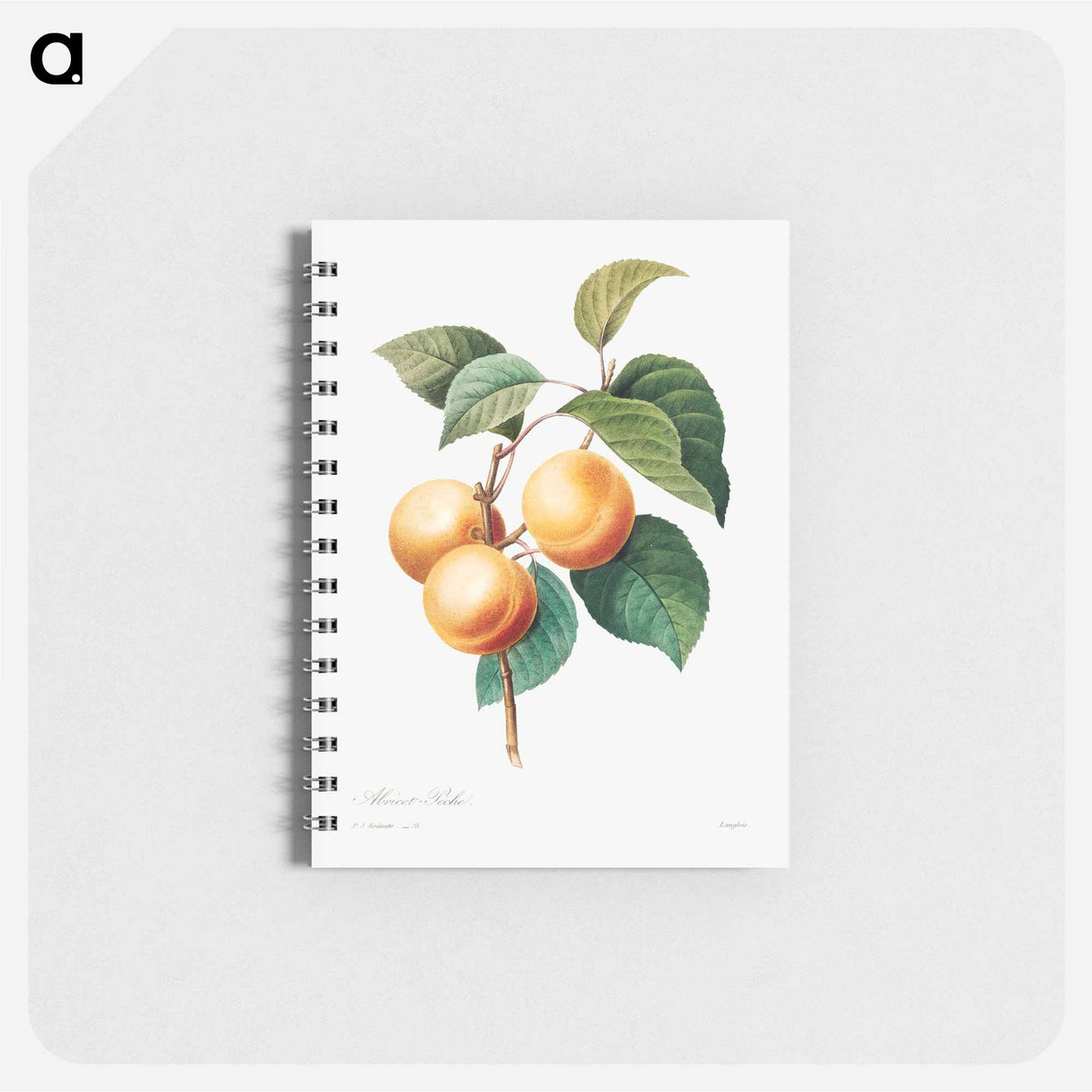 アートメモ帳-Peaches - ピエール ジョゼフ ルドゥーテ Memo.