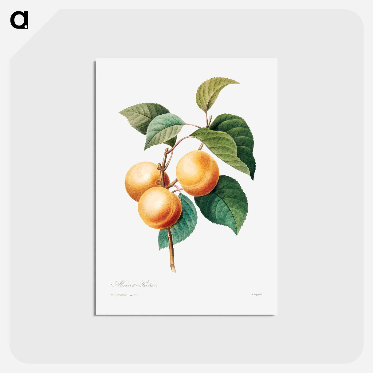 アートポストカード-Peaches - ピエール ジョゼフ ルドゥーテ Postcard.
