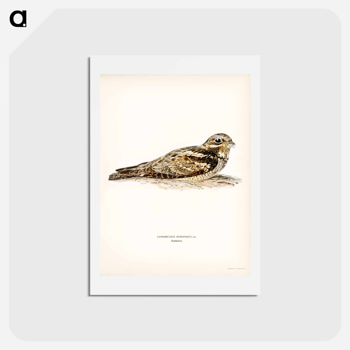 アートポストカード-European Nightjar
- スヴェンスカ フォグラル Postcard.