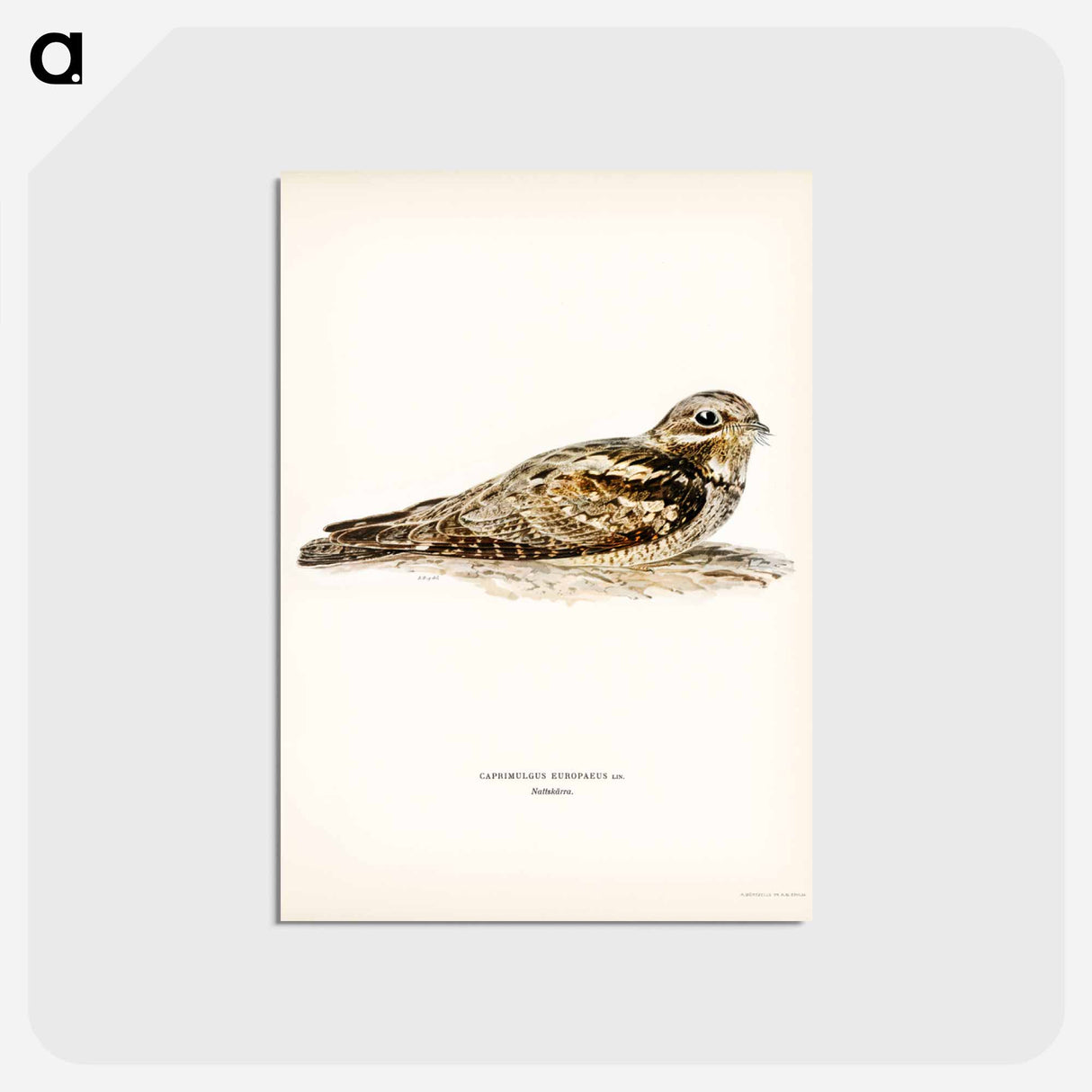 アートポストカード-European Nightjar
- スヴェンスカ フォグラル Postcard.