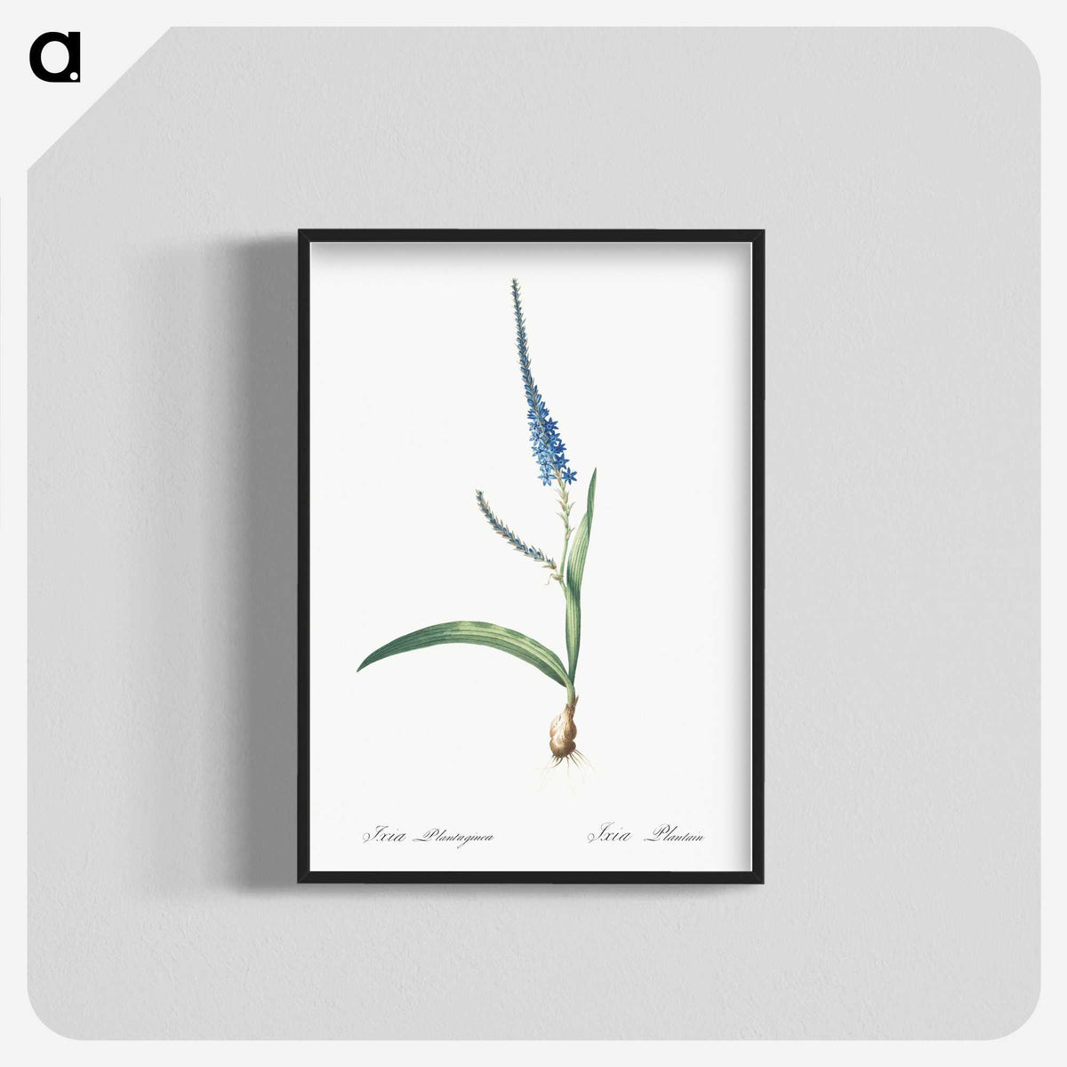 3-21_The-Lilies_blk-crop