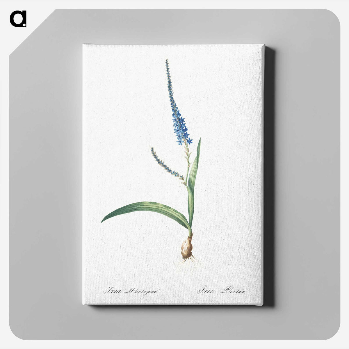 3-21_The-Lilies_canvas