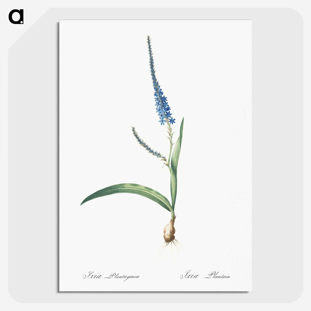 3-21_The-Lilies_picture-crop