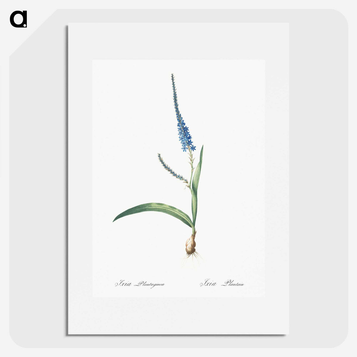 3-21_The-Lilies_picture