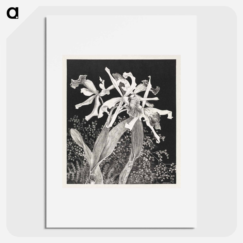 Orchids - Theo Van Hoytema Poster.