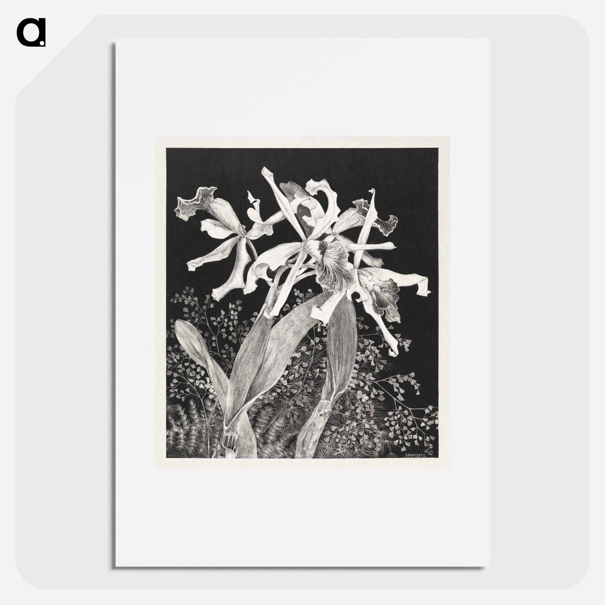 Orchids - Theo Van Hoytema Poster.