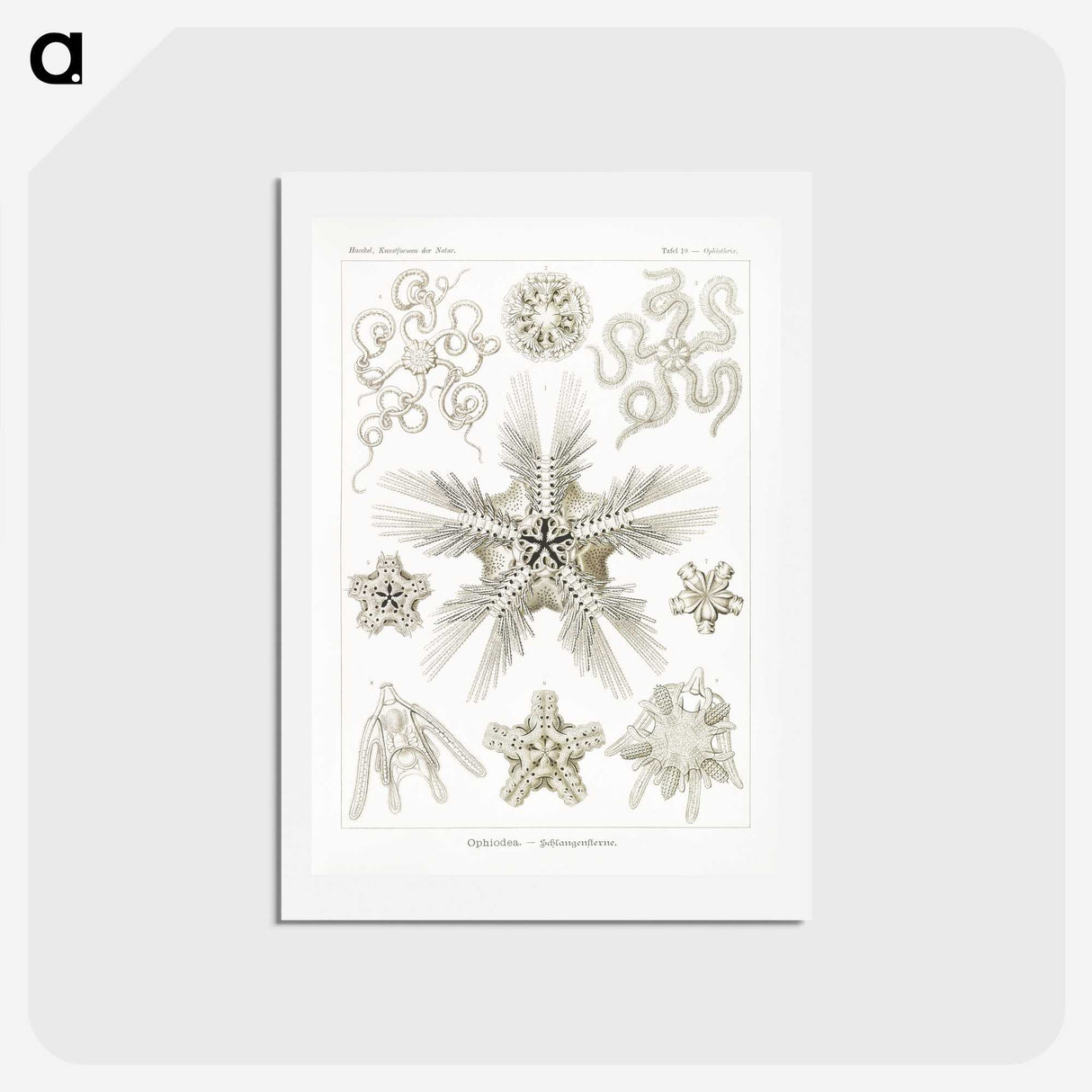 3-22_Ernst-Haeckel_hagaki