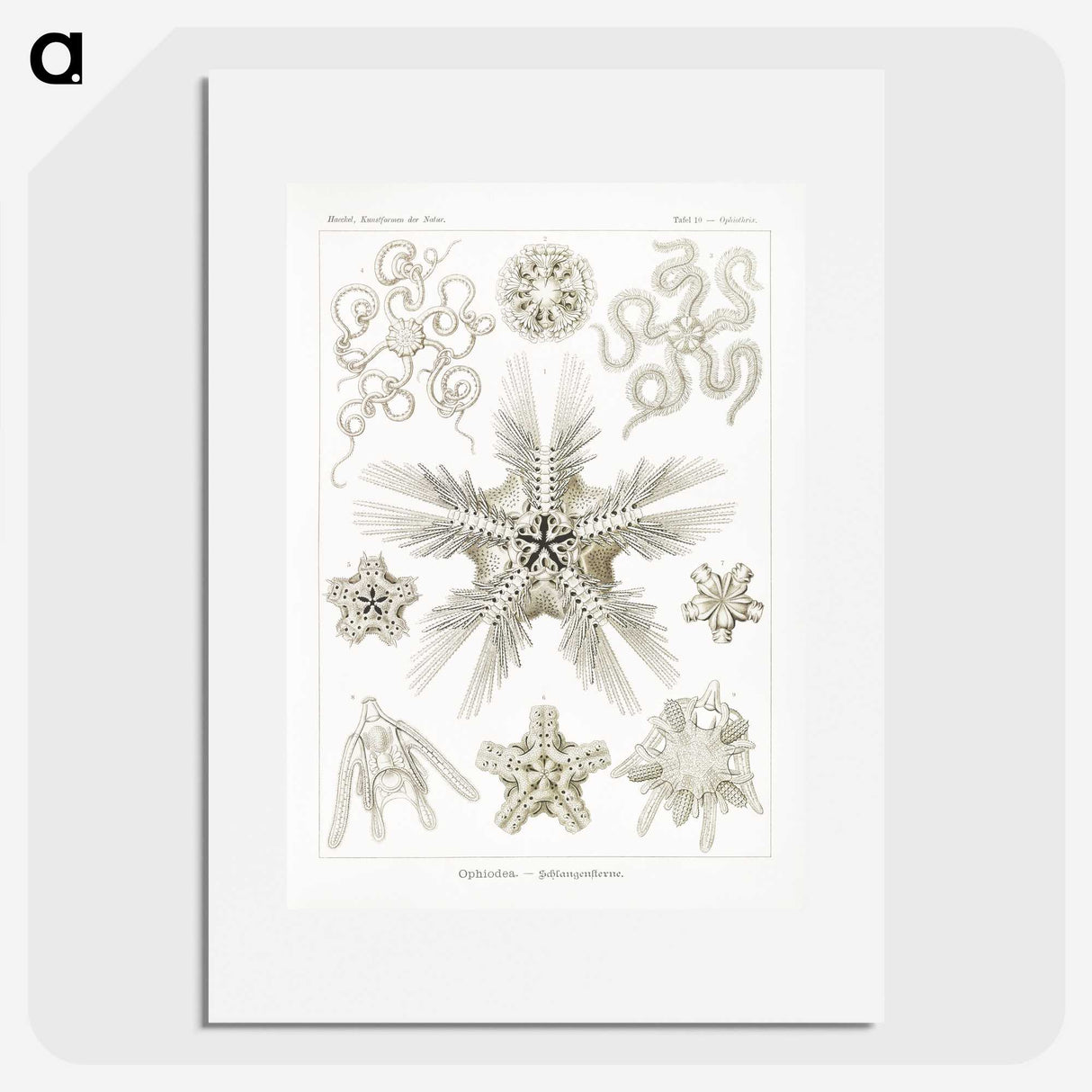 3-22_Ernst-Haeckel_picture