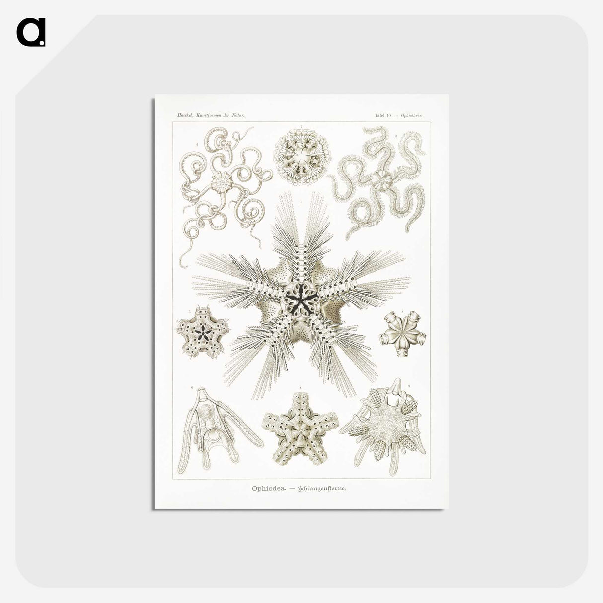 3-22_Ernst-Haeckel_postcard