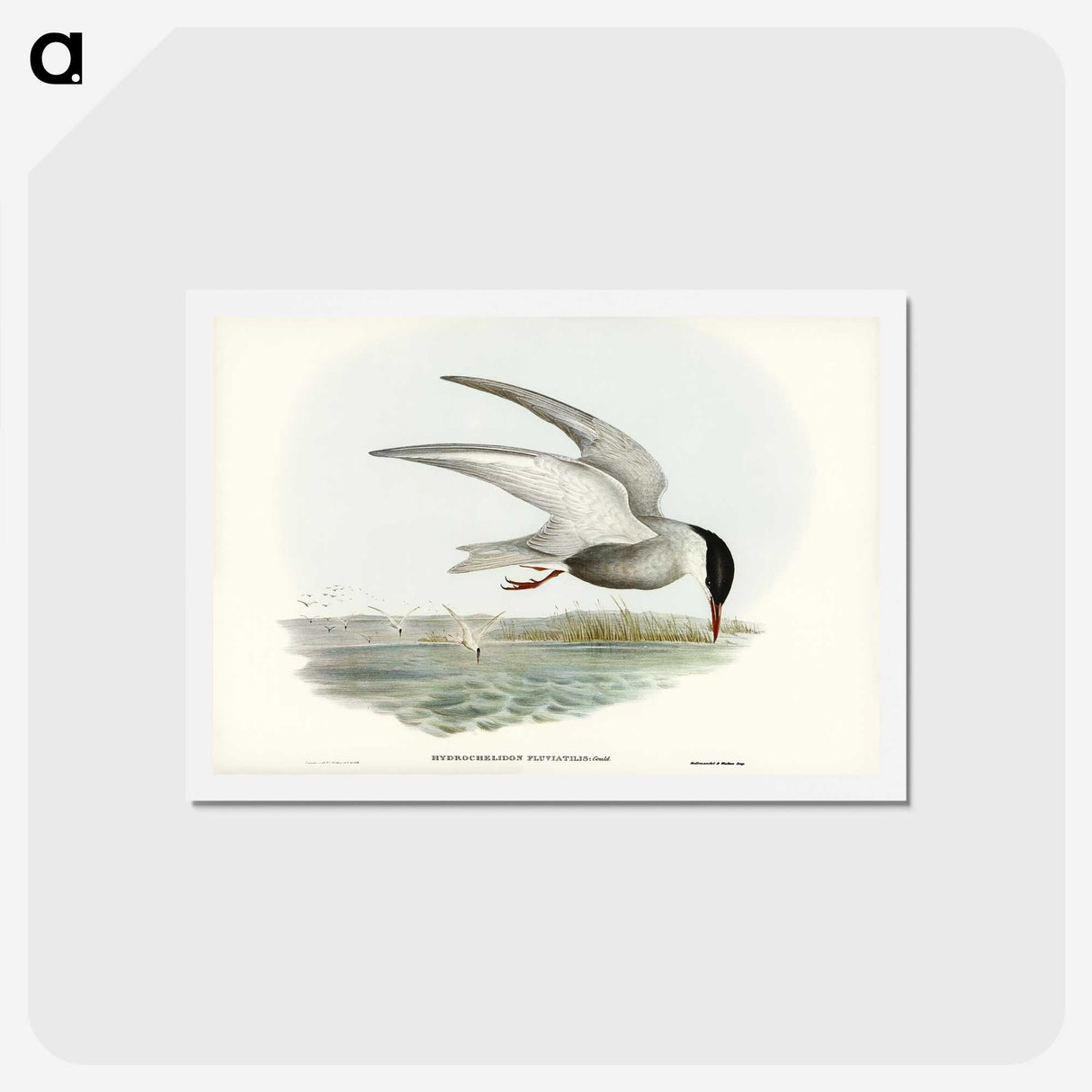 3-22_John-Gould_hagaki