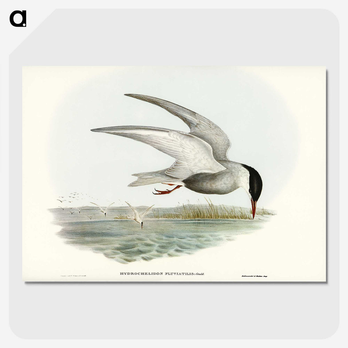 3-22_John-Gould_picture-crop