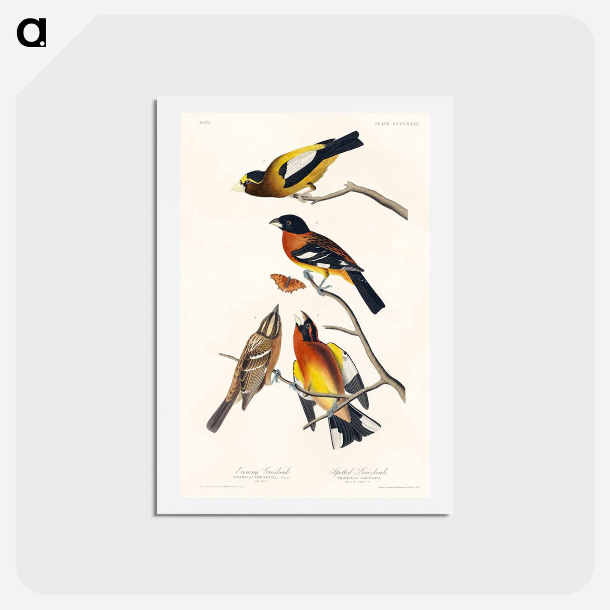 アートポストカード-Evening and Spotted Grosbeaks
- ジョン ジェームス オーデュボン Postcard.
