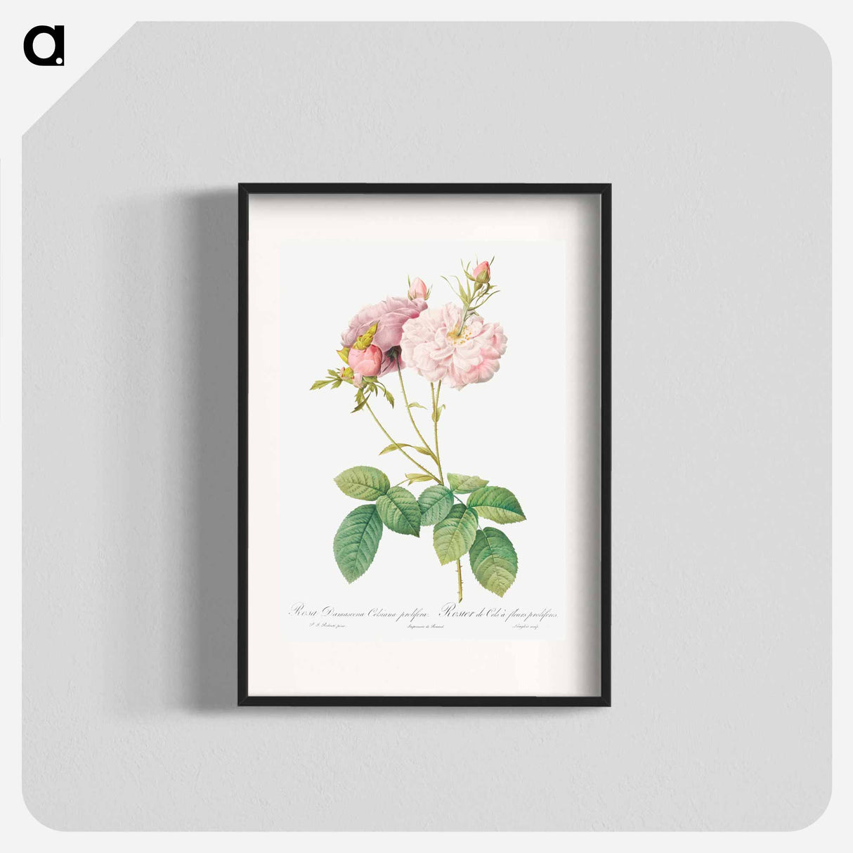 Celsiana, Damask Rose (Rosa damascena celsiana) - ピエール ジョゼフ ルドゥーテ Poster.