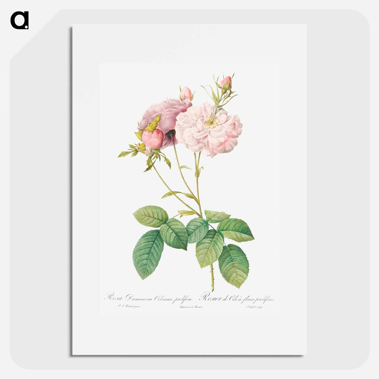 Celsiana, Damask Rose (Rosa damascena celsiana) - ピエール ジョゼフ ルドゥーテ Poster.