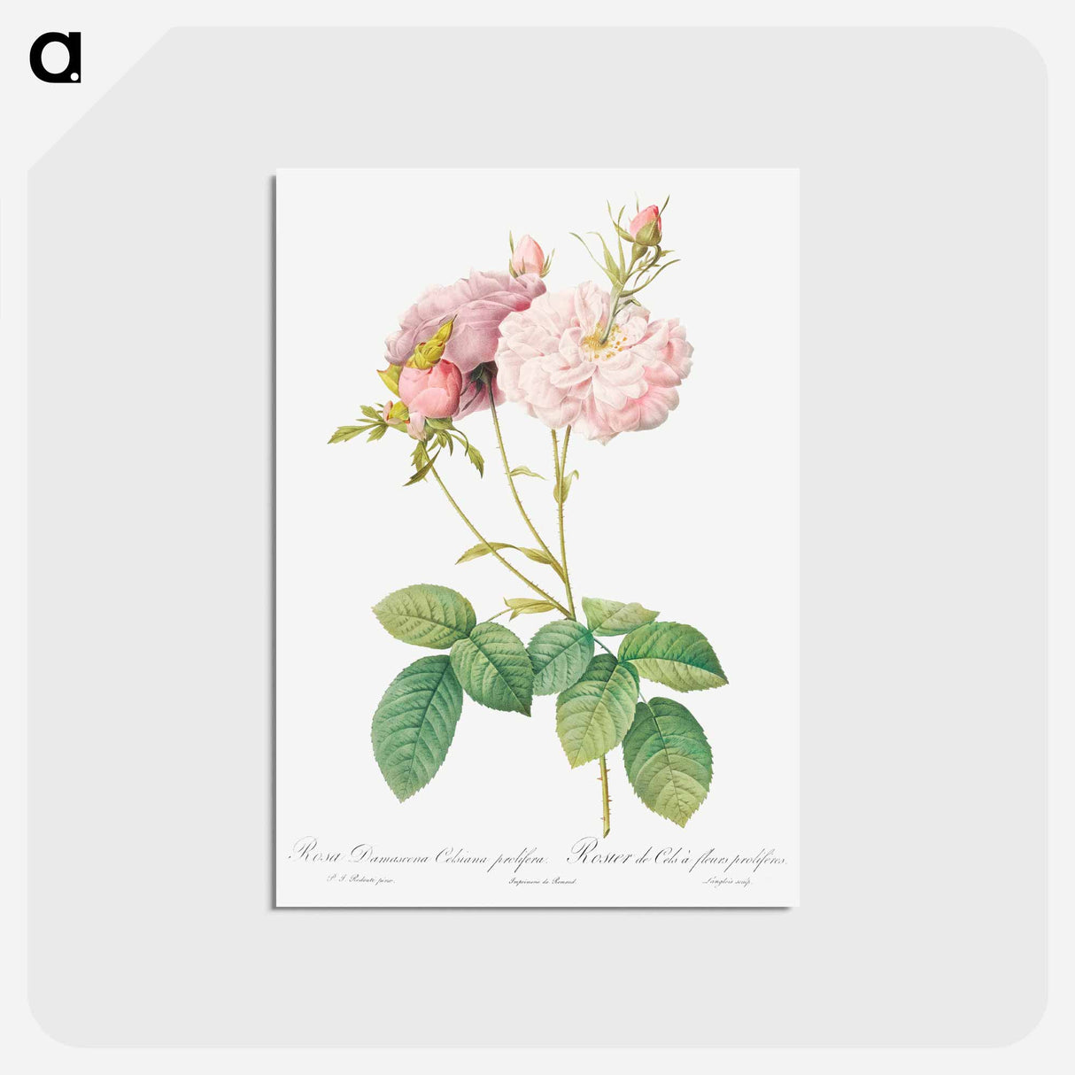 アートポストカード-Celsiana, Damask Rose (Rosa damascena celsiana) - ピエール ジョゼフ ルドゥーテ Postcard.