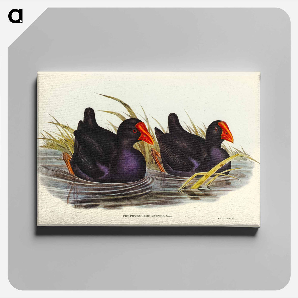 アートパネル-Black-backed Porphyrio
- オーストラリアの鳥 Canvas.