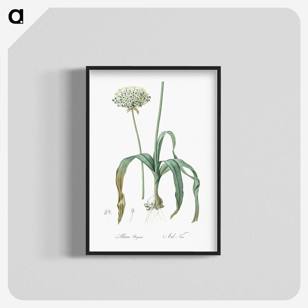 3-22_The-Lilies_blk-crop